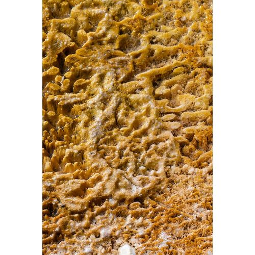 Hopkins, Cindy Miller 아티스트의 USA-Wyoming-Yellowstone National Park-Black Sand Basin-Detail of colorful thermophile bacteria mat작품입니다.